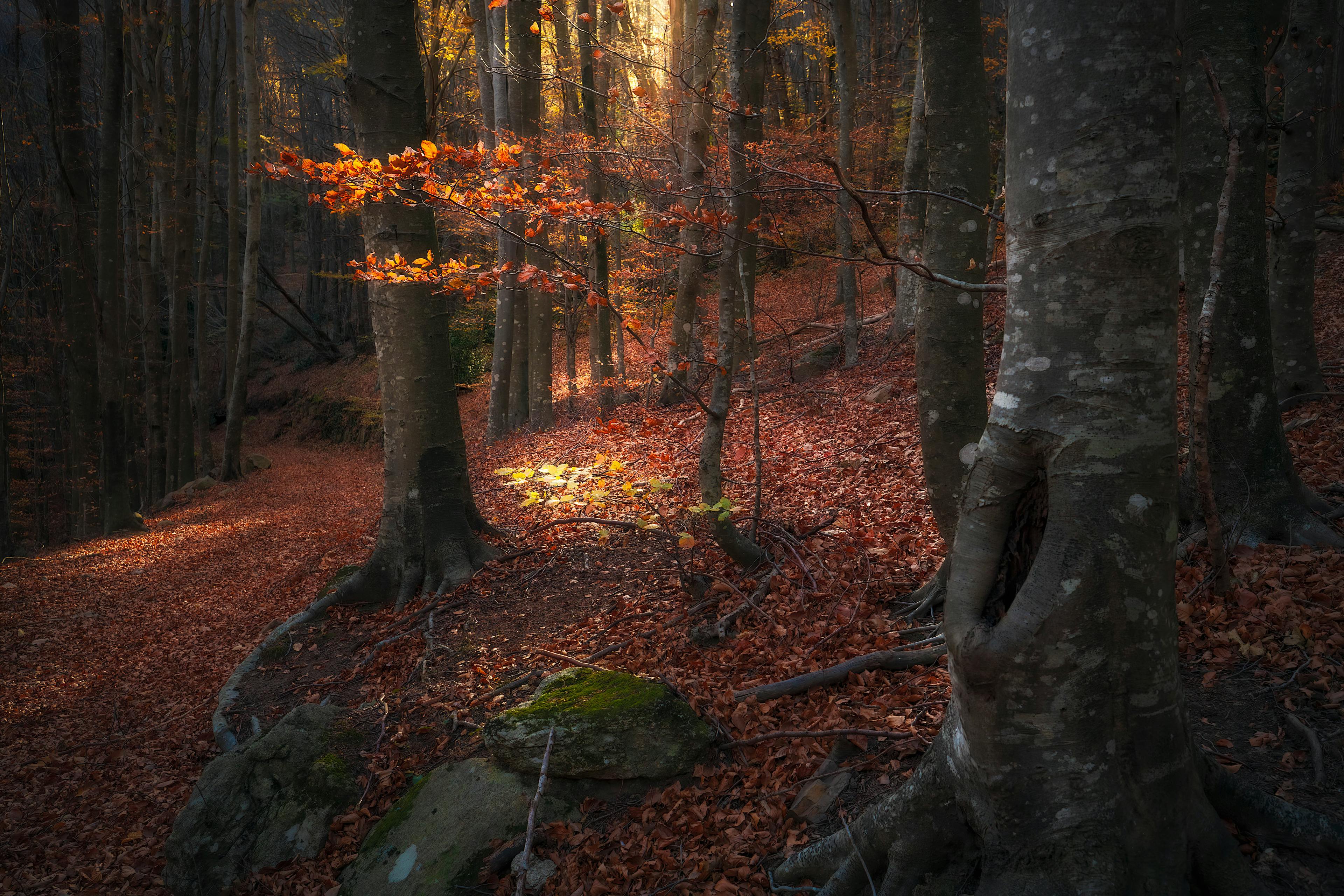 Last Autumn Lights and Colors (IV)